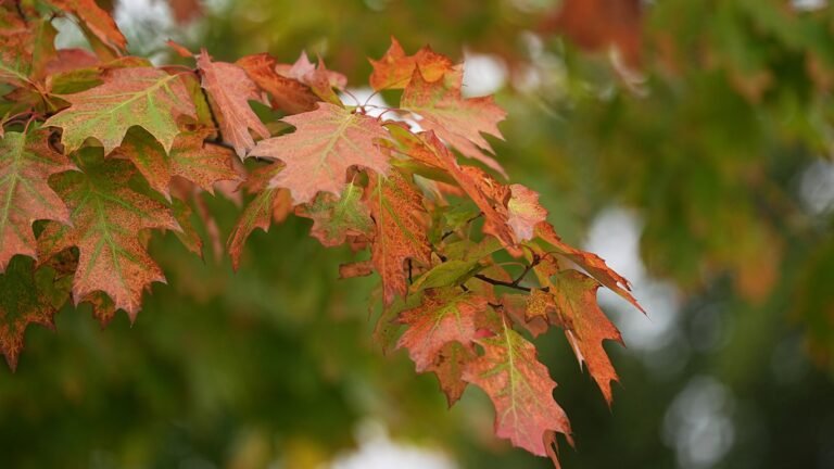 31-октябрдын аба ырайы: Өлкөдө жаан-чачын күтүлбөйт