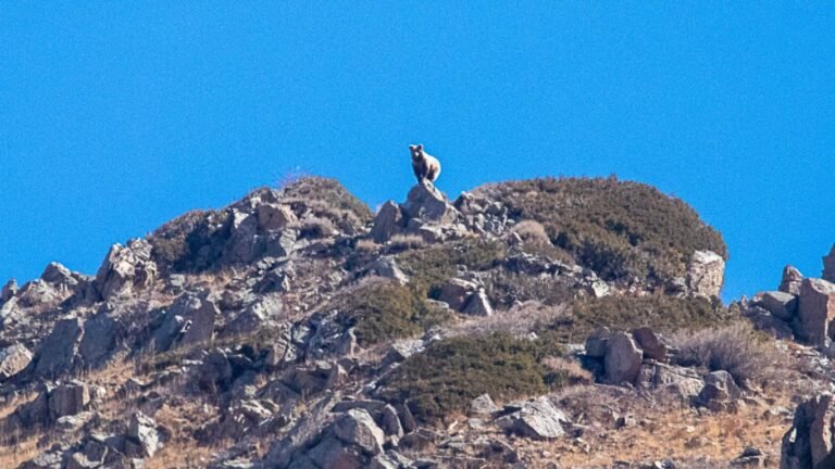 Аюу, түлкү, илбирс: Кыргызстандагы жапайы жаныбарлардын сүрөтү жарыяланды