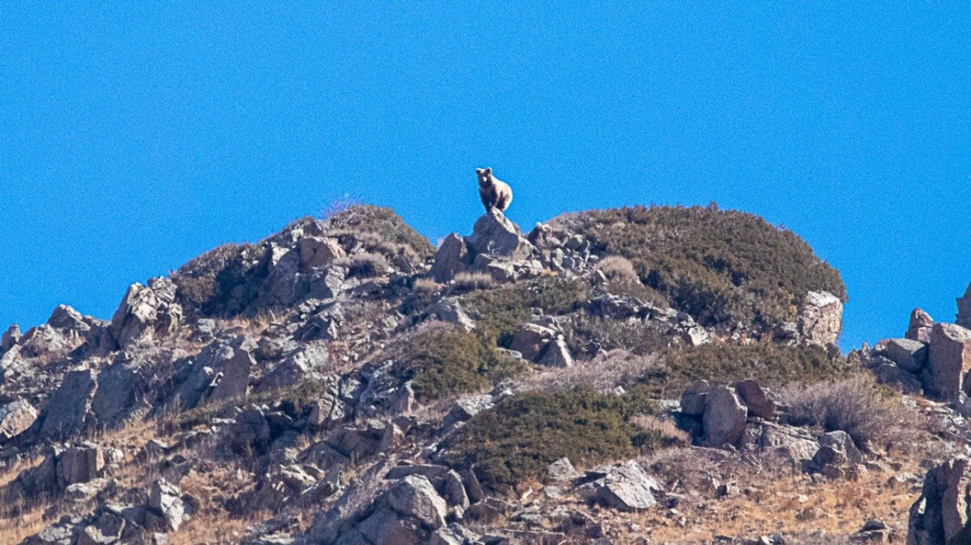Медведь, лисица, снежный барс: Опубликованы фотографии диких животных Кыргызстана