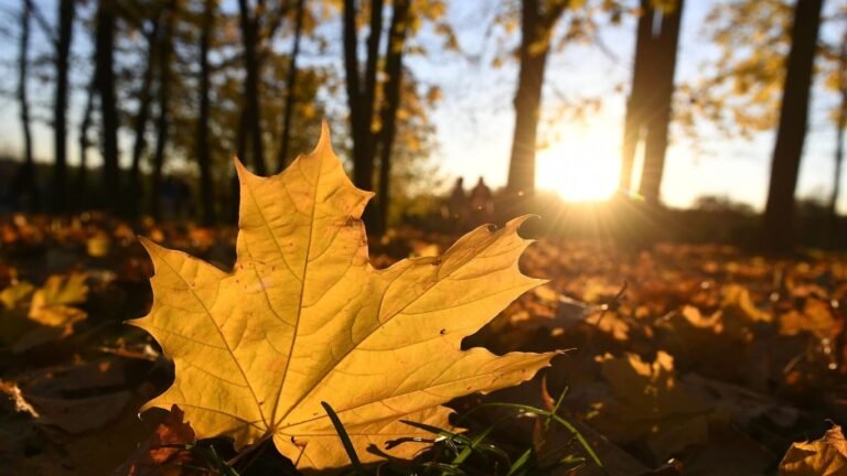 18-ноябрда күн ачык болот