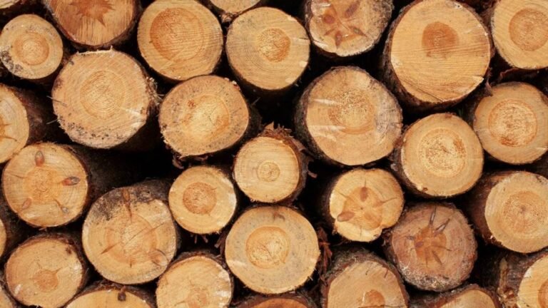 Өкмөт жыгачты ЕАЭБден сырткары ташып чыгууга тыюу салууну узартты