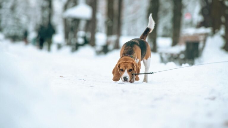 15-февралга карата аба ырайы