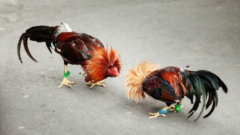 Кара-Сууда акча коюп, короз уруштургандар кармалды