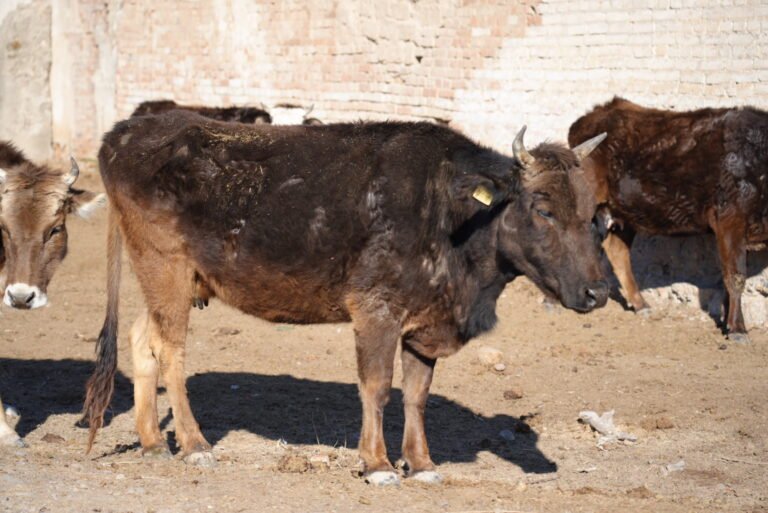 Айыл чарба министри оорулуу малды бөлүп кармоону жана ветеринардык көзөмөлдү күчөтүүнү тапшырды