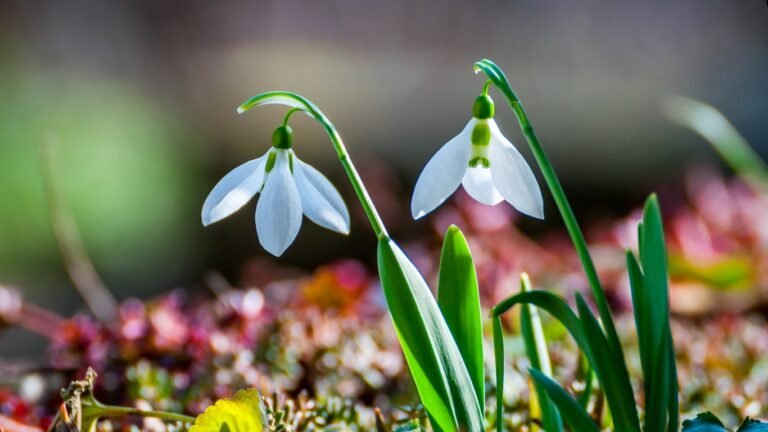 30-март: Өлкөнүн көпчүлүк аймактарында күн ачык болот