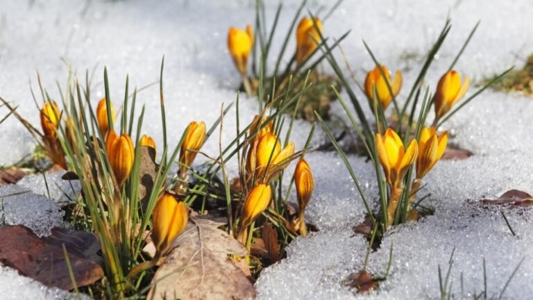 4-мартка карата аба ырайы