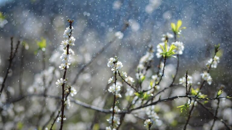 Жаан, кар жаайт: 5-мартка карата аба ырайы