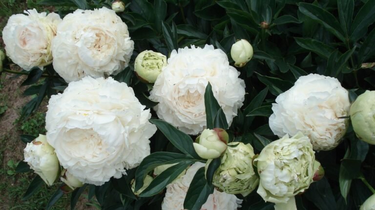 Бишкекте алгачкы жолу пион гүлүнүн дүйнөлүк конференциясы болуп өттү