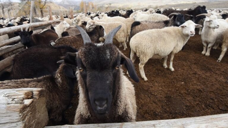 Кыргызстандан мал ташып чыгууга убактылуу тыюу салынды