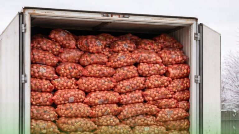 Казакстандан келген 56 тонна пияз Кыргызстанга киргизилген жок