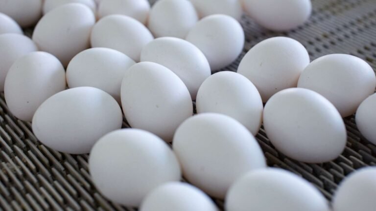 Антимонополия кызматы жумуртканын баасы эмнеге кымбаттап кеткенин түшүндүрдү