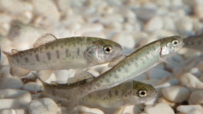 Ысык-Көлгө куйган дарыяларга 582 миң форель чабактары коё берилди