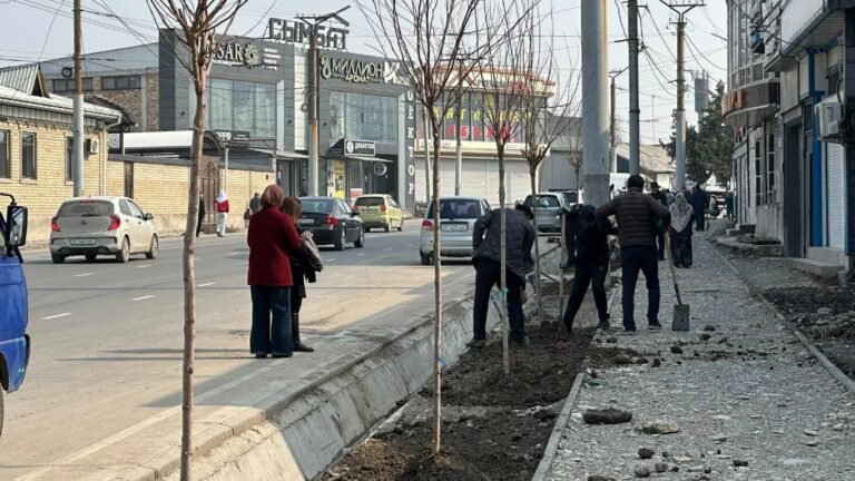 Ош шаарындагы Курманжан Датка көчөсүнө акация көчөттөрү отургузулду
