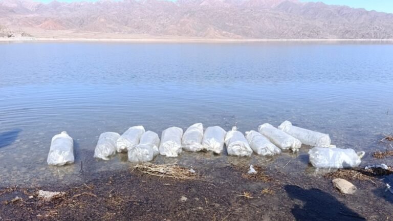 Орто-Токой суу сактагычына 1,2 млн балык чабагы коё берилди