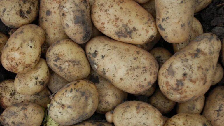 Жергиликтүү продукция деп сатылган кытай картошкасы: Кыргызстанда рейддер башталат