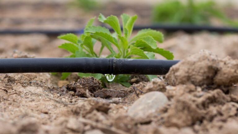 Токтогулда 30 гектар кайрак жерге тамчылатып сугаруу системасы орнотулду