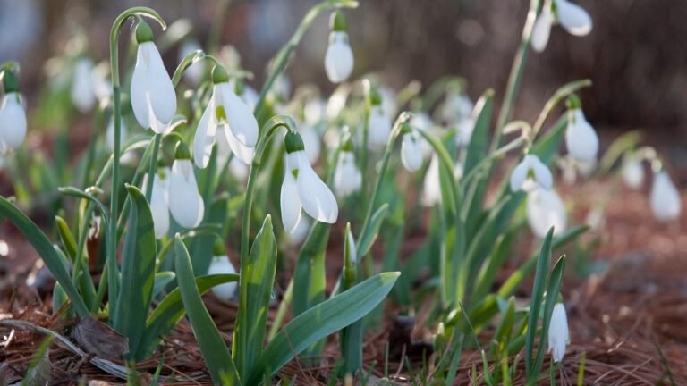 19-мартка карата аба ырайы