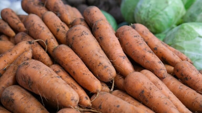 Кыргызстан Орусияга сабиз экспорттоону көбөйтүүдө