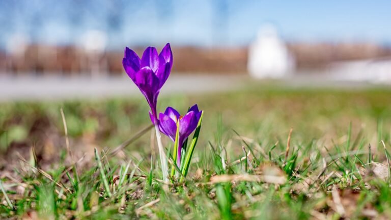 28-март: Күн ачык жана жылуу болот