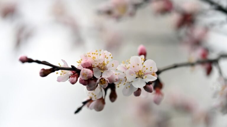 29-мартка карата аба ырайы