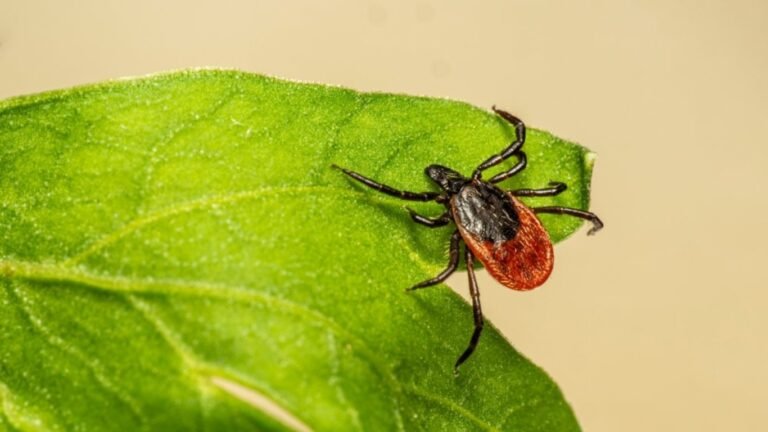 Өлкөдө кенелердин активдүүлүгү башталды. Жыл башынан бери кене чаккан 17 учур катталды