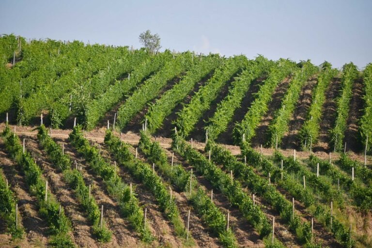 Өзбекстанда кургакчылык менен күрөшүү үчүн Айыл чарба илимдер академиясы түзүлдү