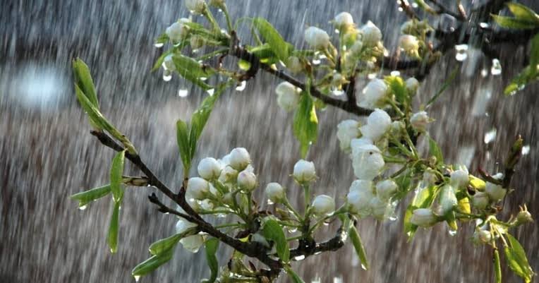 24-март: Өлкөнүн түндүк аймактарында жаан жаайт