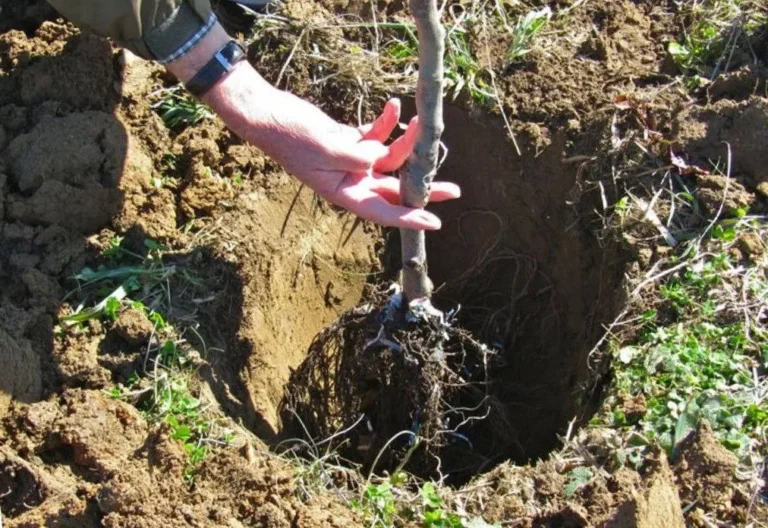 Жаратылыш ресурстары министрлиги «Жашыл мурас» программасынын алкагында Токмокто эки миң көчөт отургузду