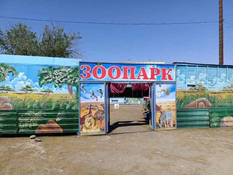 Токмоктогу мыйзамсыз зоопарк: арстан, аюу жана башка жаныбарлар алынды