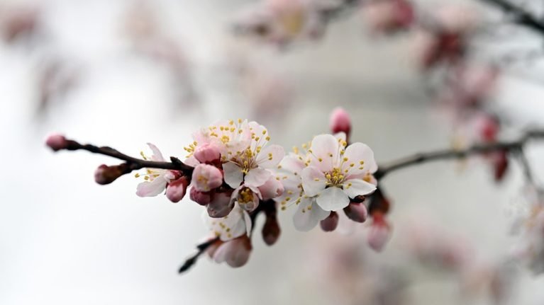 12-апрелге карата аба ырайы