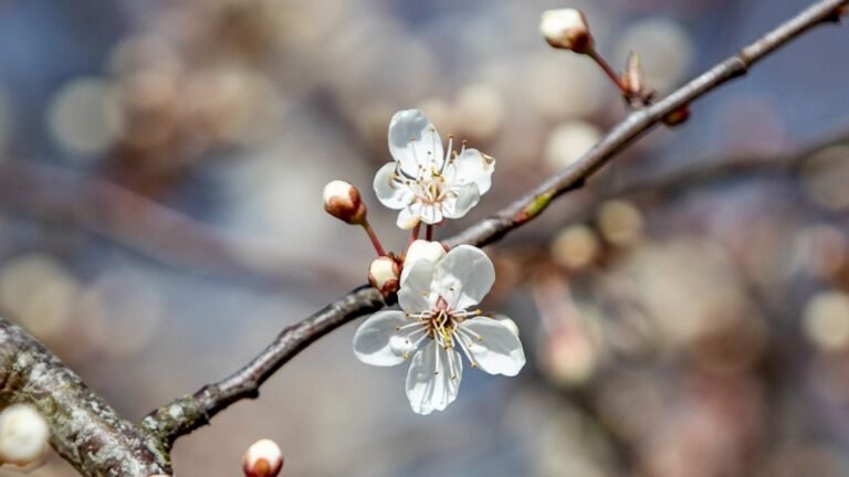 2-апрель: Өлкөдө күн ачык болот