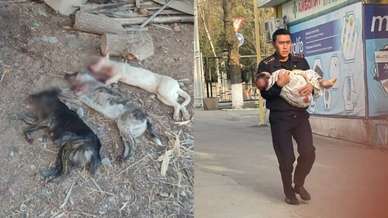 Бишкекте 6 жашар бала иттерге таланып, ооруканага түштү