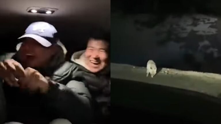 Чуңкурчакта жапайы түлкүгө ок атышкан. Милиция 4 эркек кишини аныктады