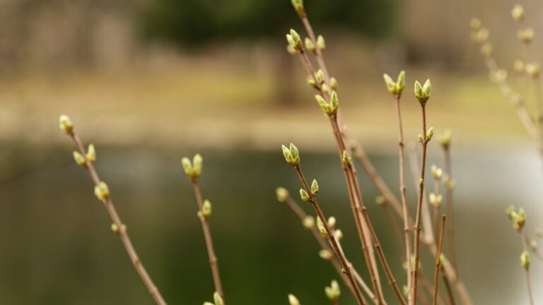 4 апреля: В большинстве районов пройдут дожди