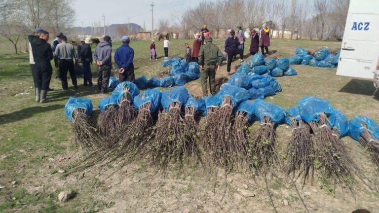 Тогуз-Тородо тургундарга 6 миң түп алма көчөтү бекер таратылды