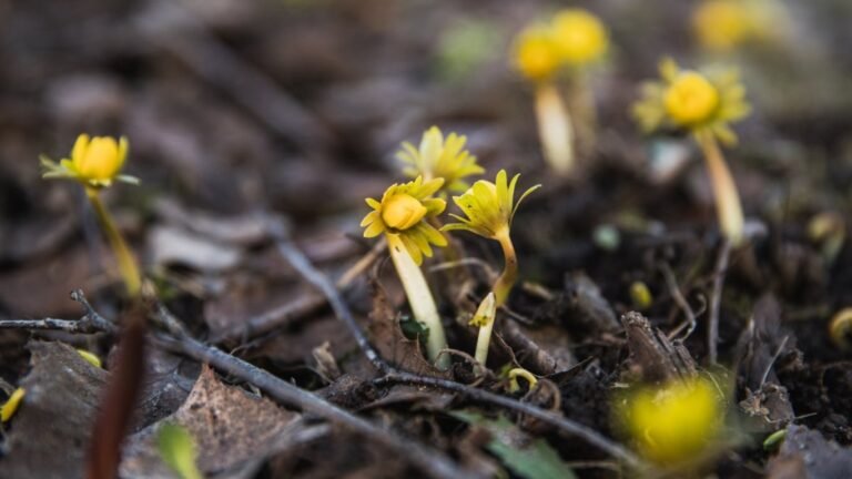 11-апрель: Айрым аймактарда жаан жаашы күтүлөт