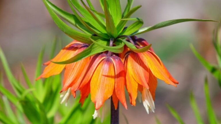 Баткен шаарында «Айгүл гүлү» эл аралык фестивалы өтөт