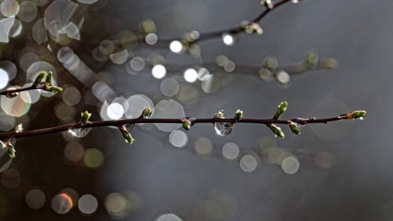 16 апреля: На большей части территории страны ожидаются дожди