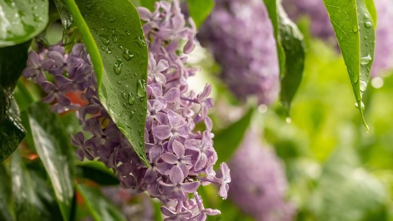 Өлкөдө жаан жаайт: 23-апрелге карата аба ырайы