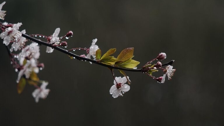 24-апрелге карата аба ырайы