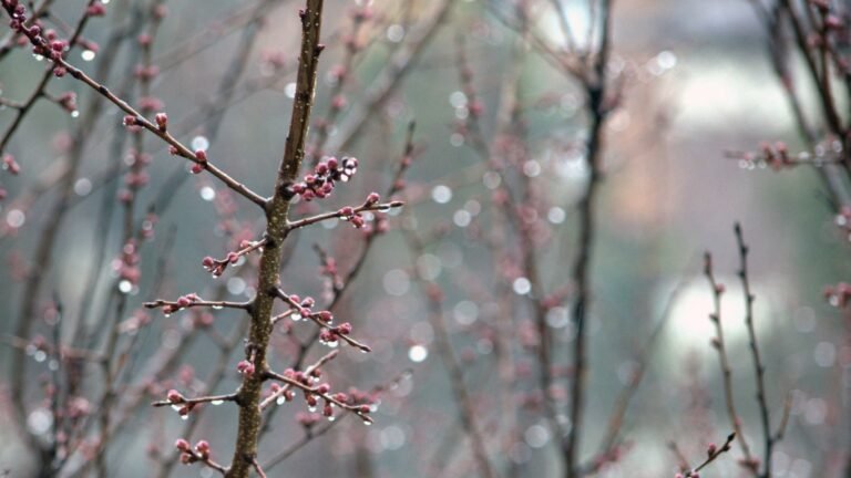 28-апрель: Көпчүлүк аймактарда жаан жаайт