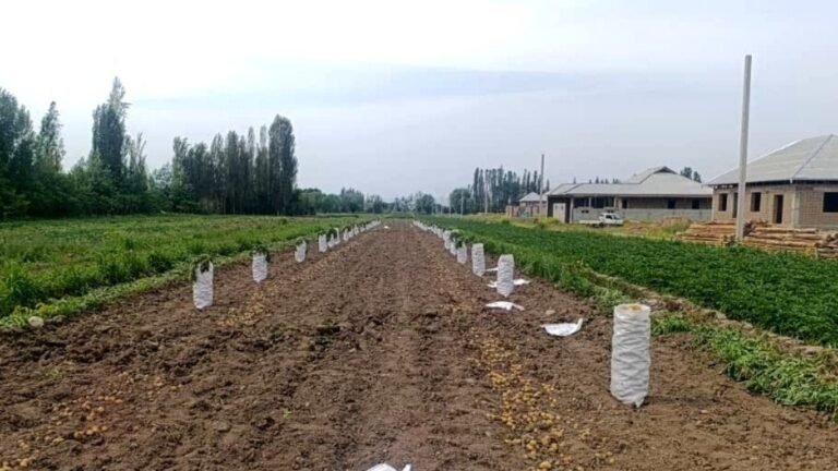 Быйыл Араванда картошка эрте бышып, жыйнала баштады