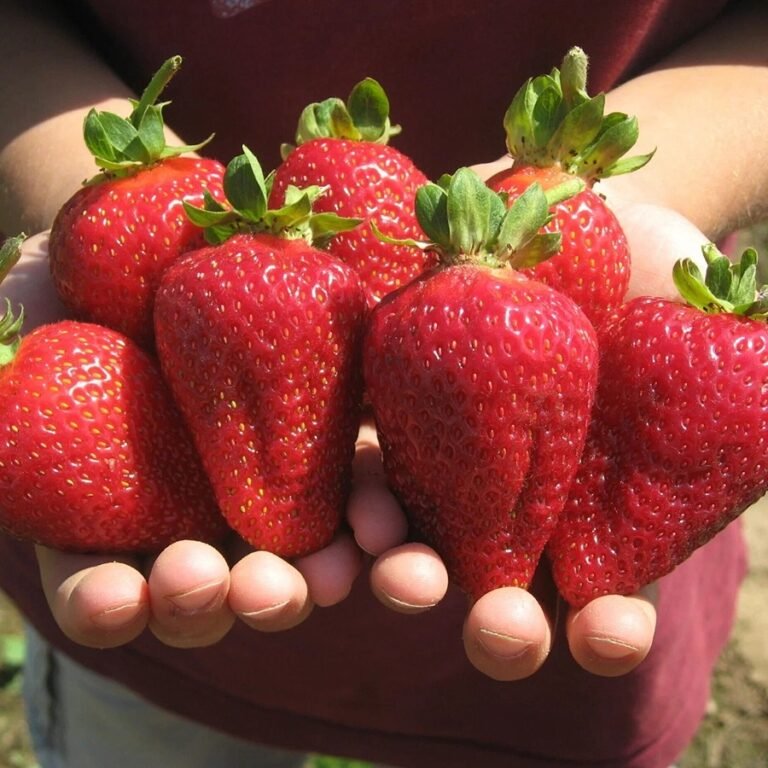 Жайыл районунун базарларында быйылкы сезондун алгачкы кулпунайы сатыкка чыкты
