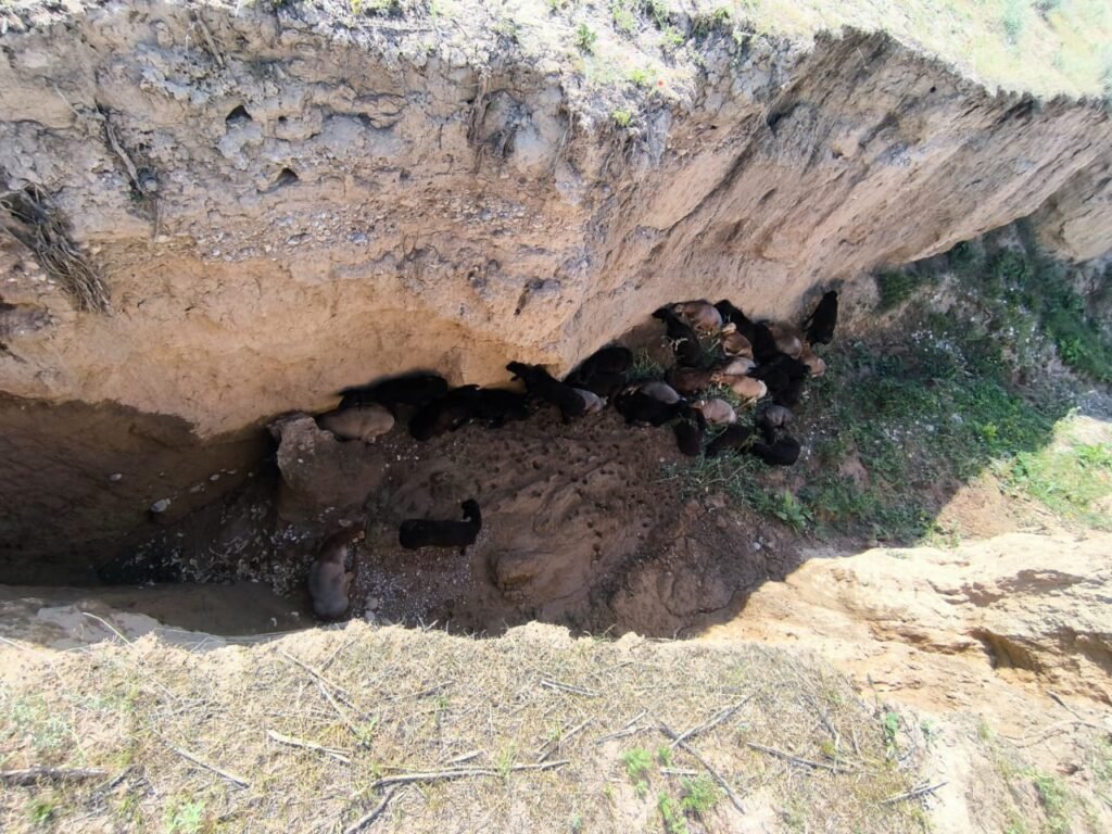 незаконный перегон скота
