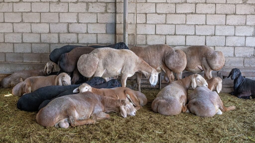 Племенные овцы породы «Арашан»