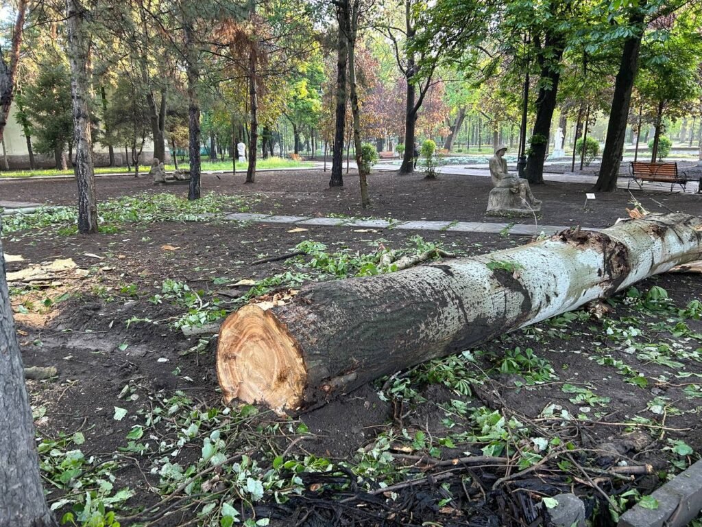 Кыйылган бир бак үчүн беш көчөт отургузулат: Жаратылыш ресурстары министрлиги бак-дарактарды кыюу тууралуу