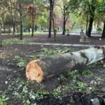 Кыйылган бир бак үчүн беш көчөт отургузулат: Жаратылыш ресурстары министрлиги бак-дарактарды кыюу тууралуу — Новости Кыргызстана