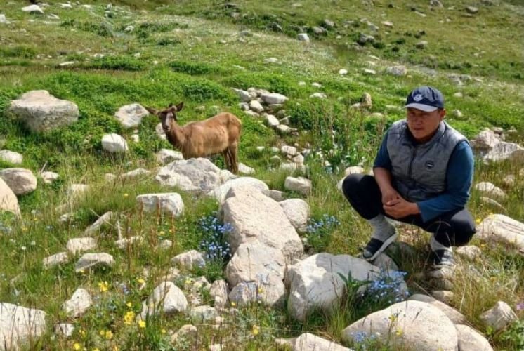 Трех краснокнижных маралов заметили у дороги Бишкек — Ош — Новости Кыргызстана