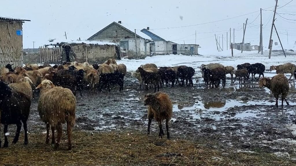 Кар жаап жаткан жайлоодогу мал