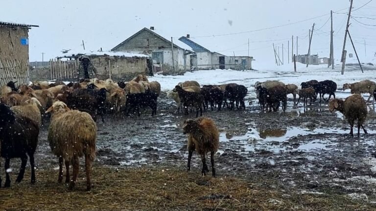 Жааган кардан улам Нарын жана Ысык-Көл облустарында майда мал өлдү